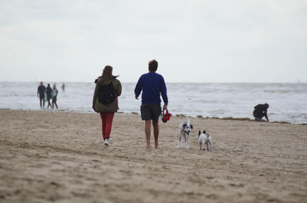Zandvoort Honden Op Het Strand