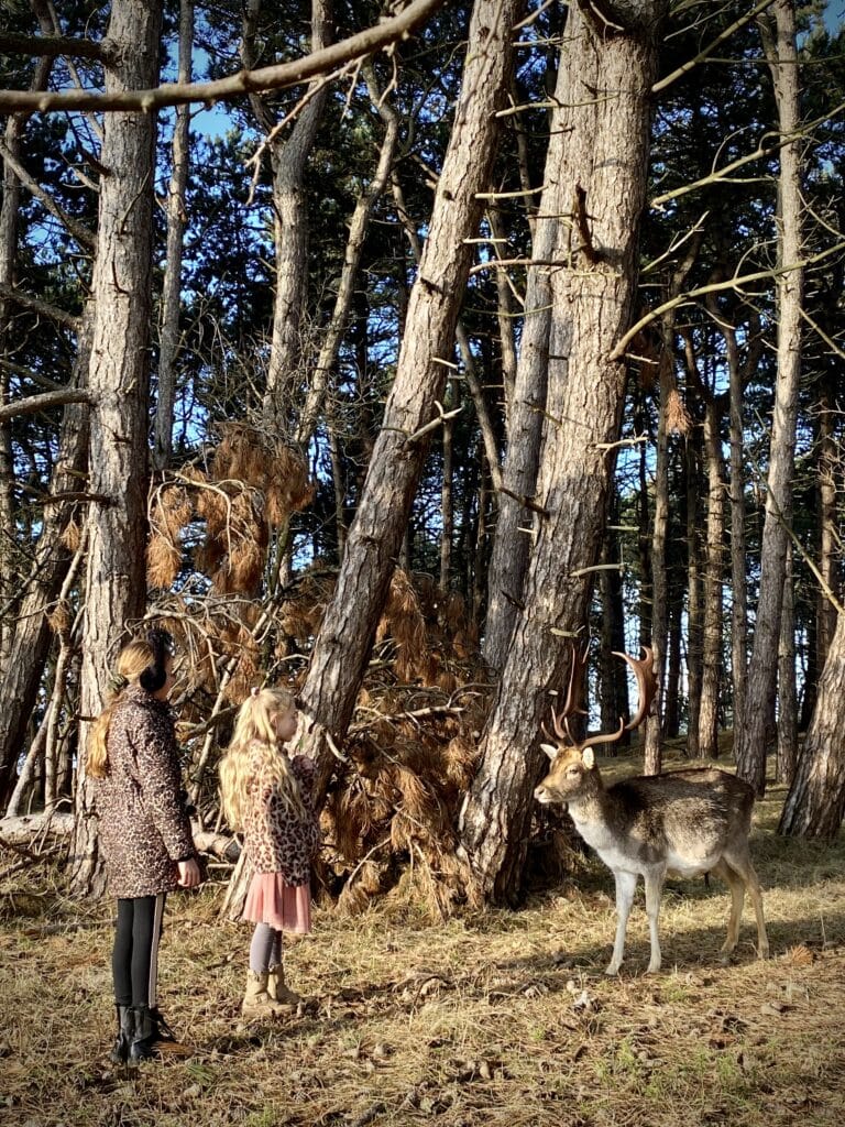 Twee meisjes/ kinderen staan oog in oog met een hert in de Amsterdamse Waterleidingduinen