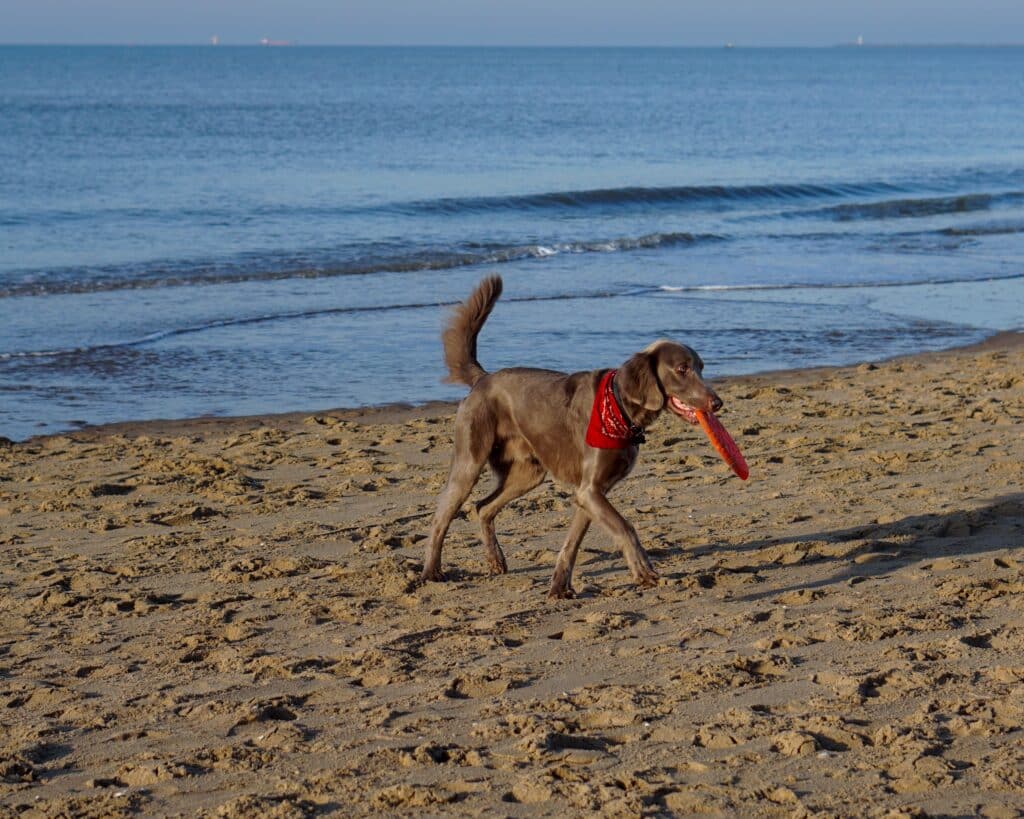 Wandelen op het strand met een hond