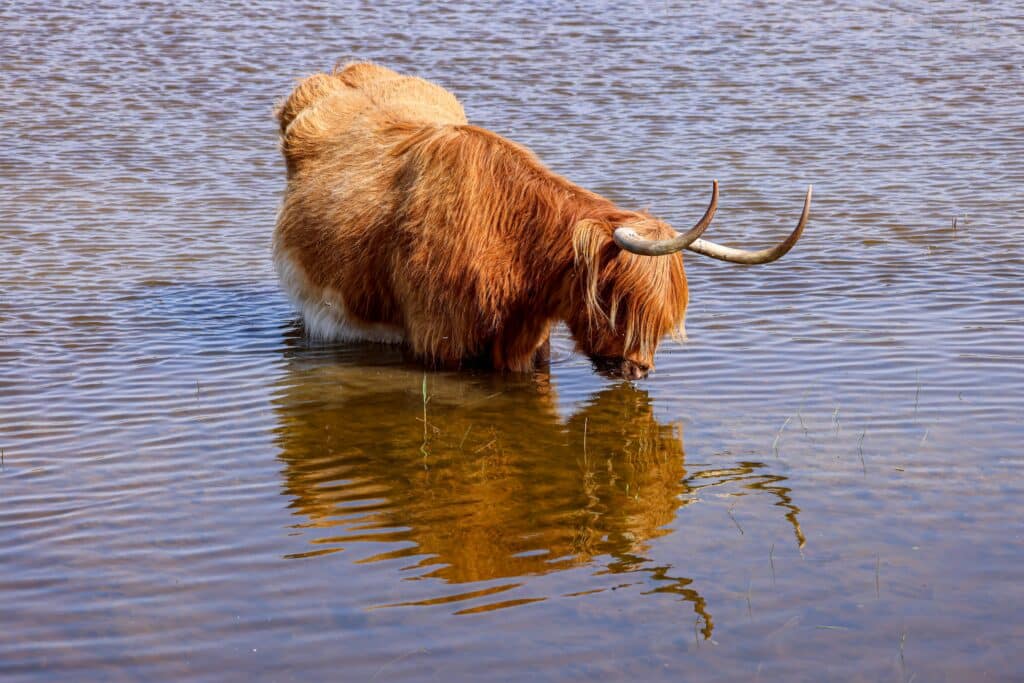 Schotse hooglander in nationaal park zuid-kennemerland